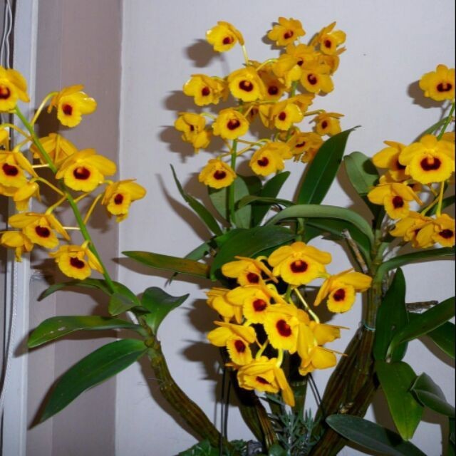 CHẬU LAN SƠN THỦY TIÊN HỌNG ĐEN HÀNG THUẦN, HOA THƠM ĐẸP