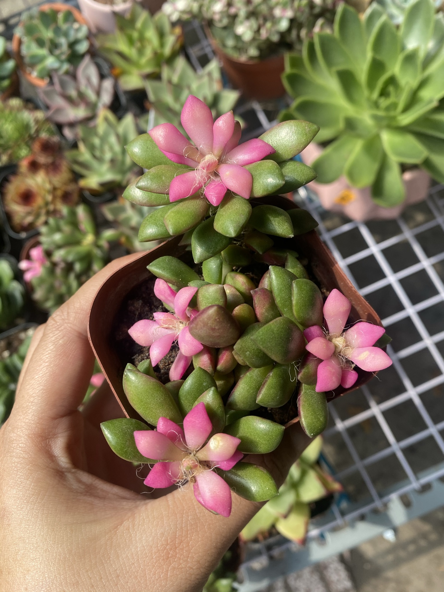 Sen Đá Hồng Sao Bụi 5cm