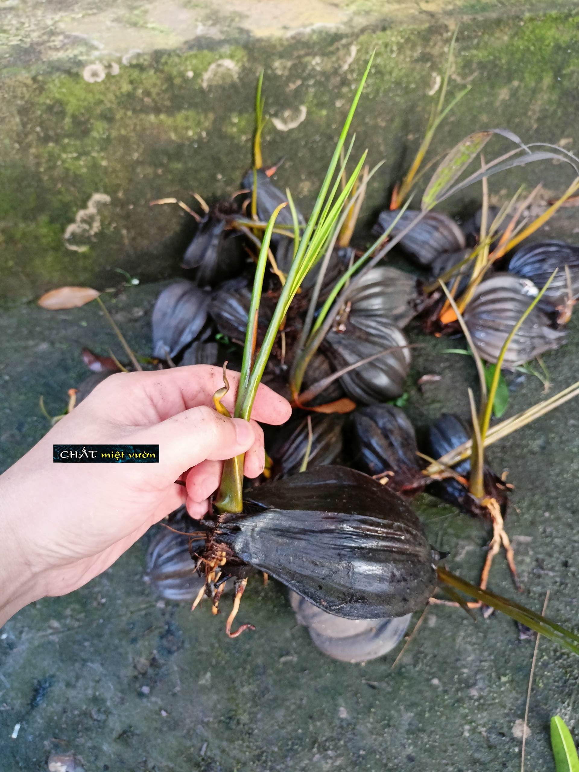 Cây dừa nước giống siêu quả - Combo 10 cây giống