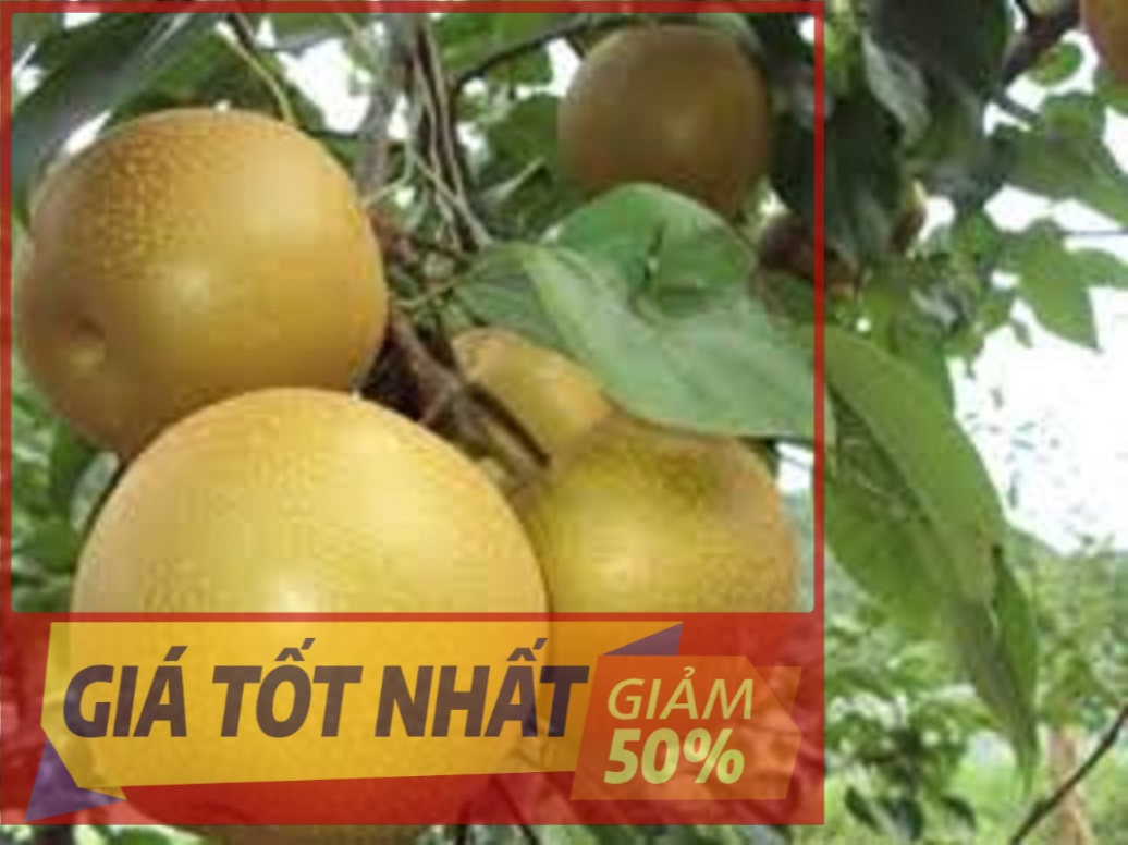 Cây LÊ NÂU (cây MẮC CỌP) ghép, cây giống to khỏe, siêu sai trái, quả cực ngon ngọt, cam kết chất lượng