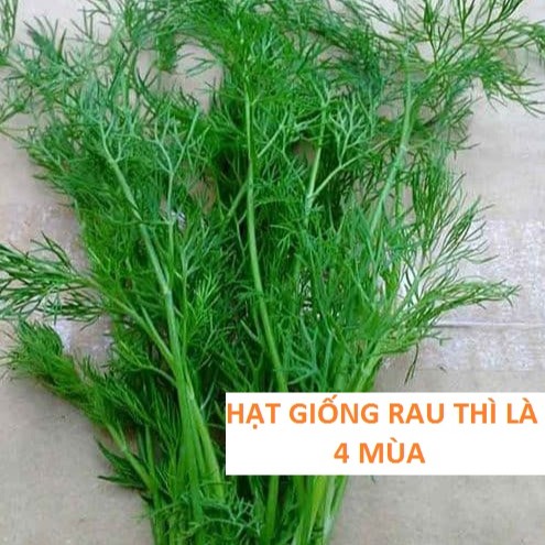 Hạt Giống Rau Thì Là, Rau Mùi, Rau Gia Vị, Rau 4 Mùa