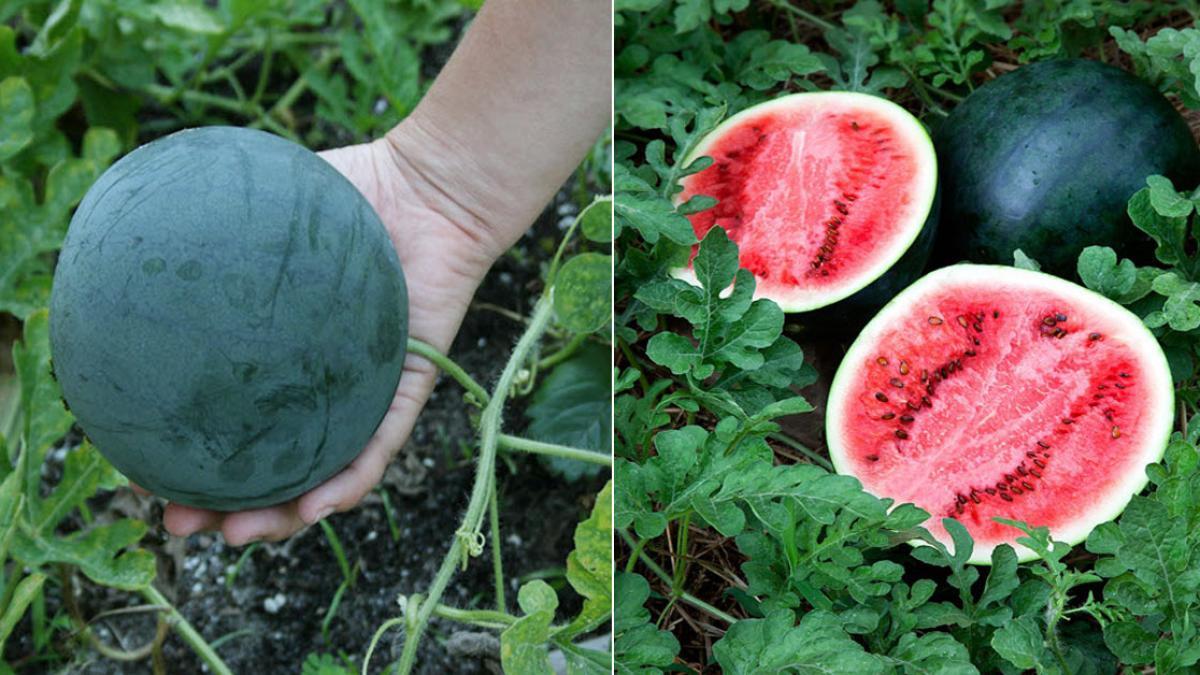 [HCM]Gói 1g hạt giống dưa hấu Sugar Baby