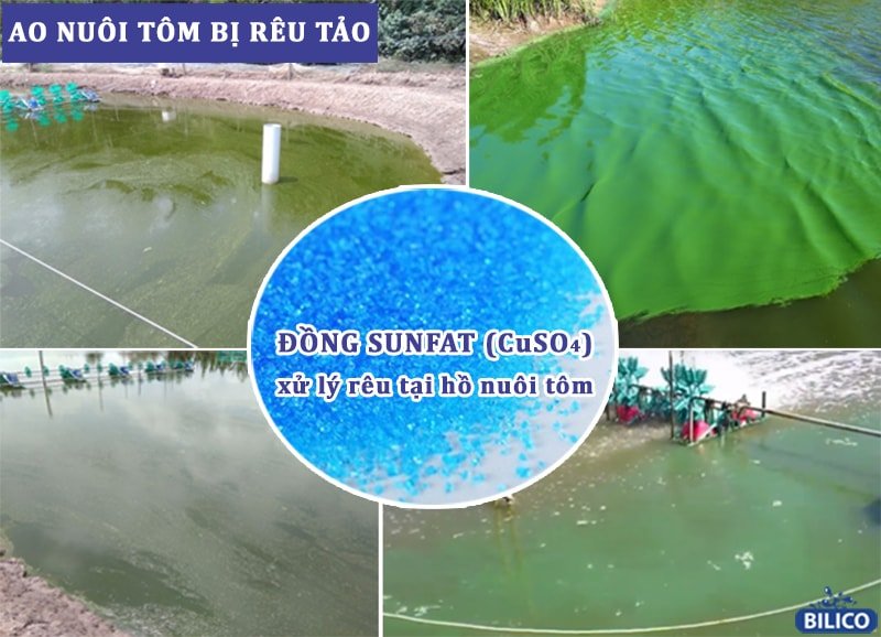Đồng sulphat dùng cắt rong rêu tảo,nấm trên tôm-cá koi-cá cảnh⚡gói 500g