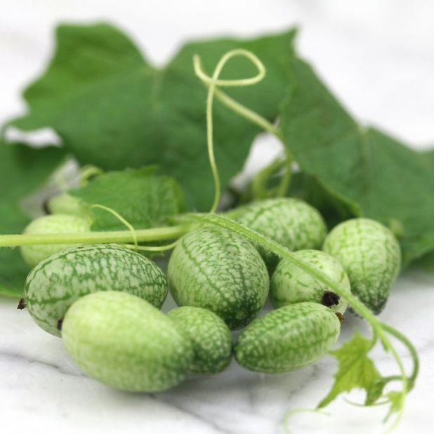 Hạt giống dưa hấu tí hon, mini  - ăn ngon, thanh mát giải nhiệt - dễ trồng, siêu trái