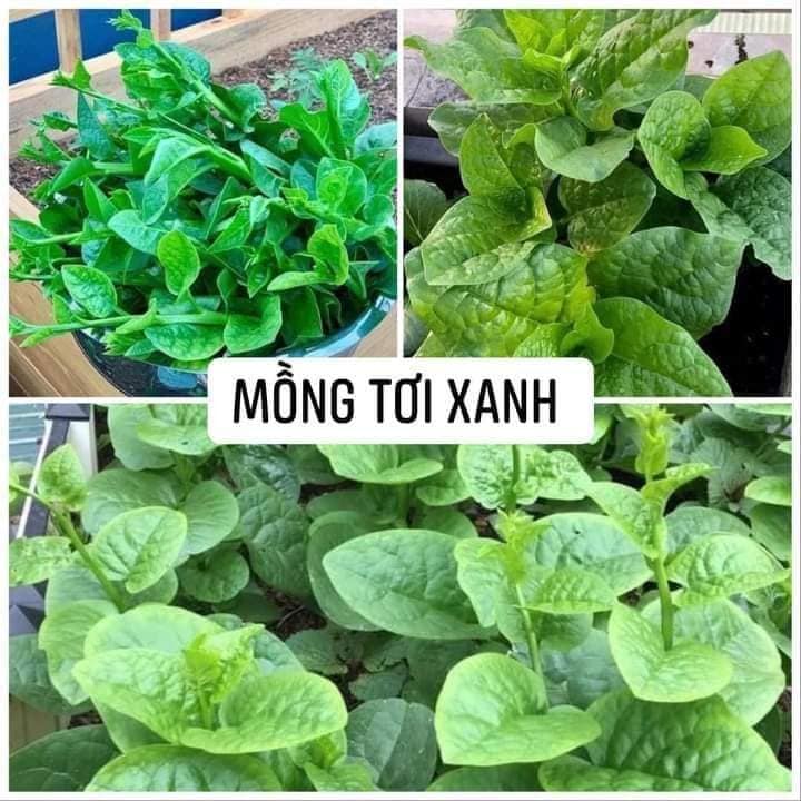 Gói 5gr hạt giống rau mồng tơi xanh