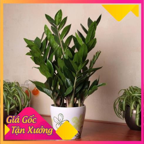 Khu Vườn Hạt Giống Cây Kim Tiền Cây Kim Phát Tài Hay Cây Kiếm Tiền Tặng Viên Kích Thích Nảy Mầm .