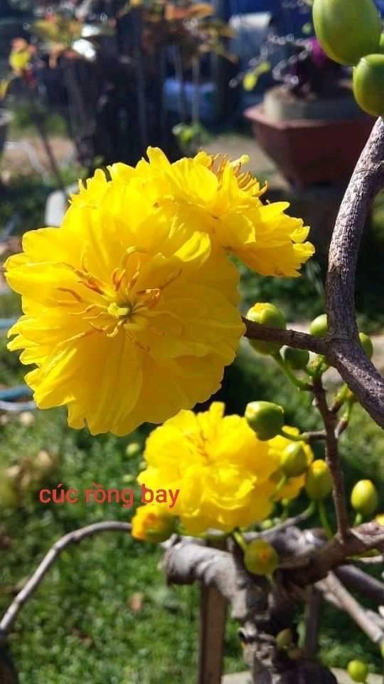 Hoa mai cúc Vạn Thọ-cây ghép
