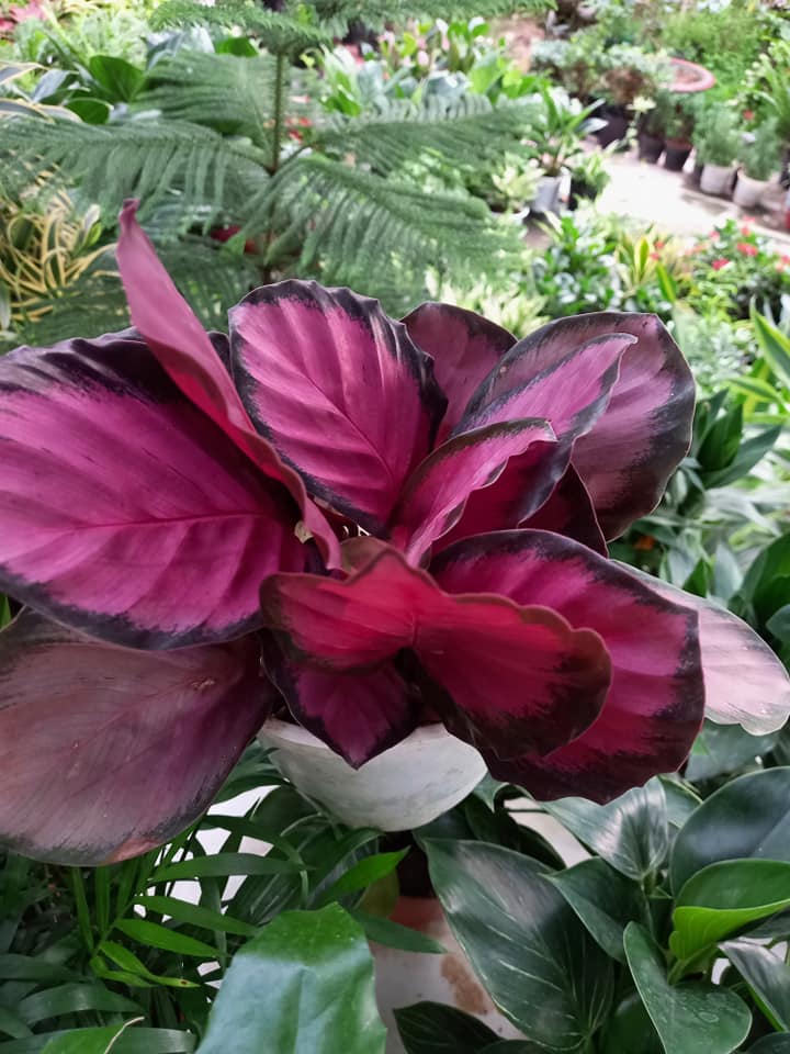 Cây Đuôi Công Đỏ