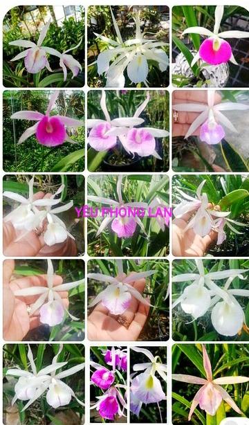 Lan Nữ Hoàng Bóng Đêm Giá Tốt T09/2023 | Mua Tại Lazada.Vn