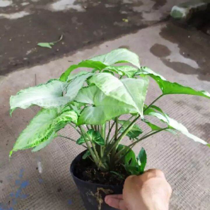 5 nhánh Trầu Bà Trắng làm giống để trồng , được cố định trong thùng hàng, đảm bảo tươi nguyên