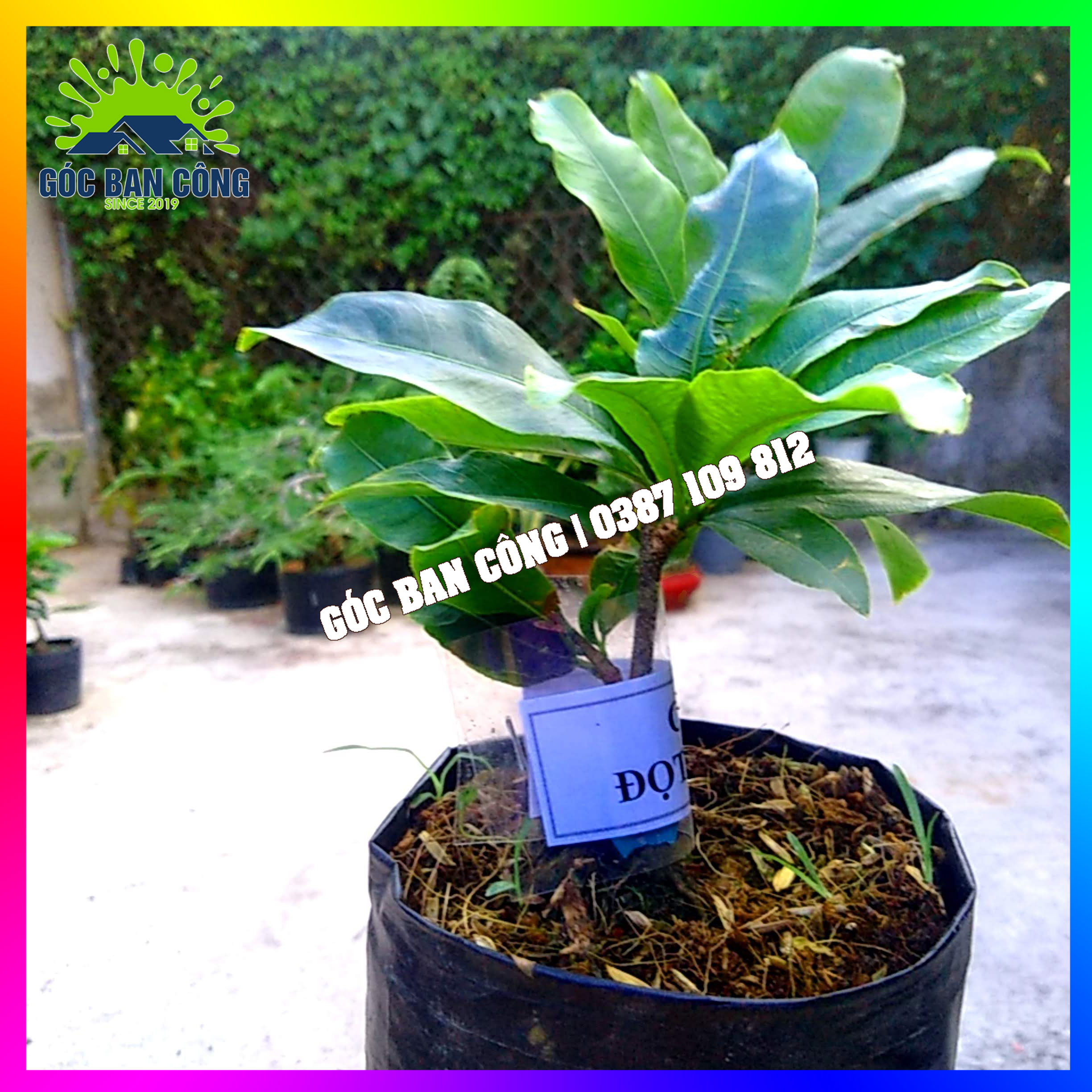 Cây Mai Cúc Đọt Xanh Gốc Quái Mini