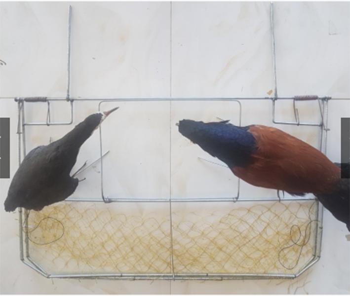 mẹt bẫy bìm bịp, quốc chất liệu kẽm không rỉ , kích thước lớn lò xo thép AK lực đàn hồi cực mạnh