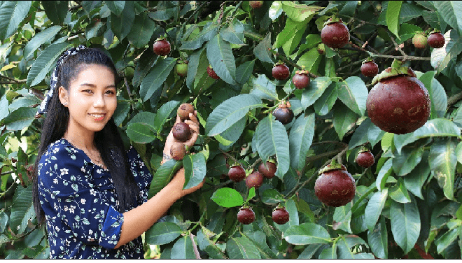 Cây giống MĂNG CỤT cao sản f1 , cay giong nong nghiep