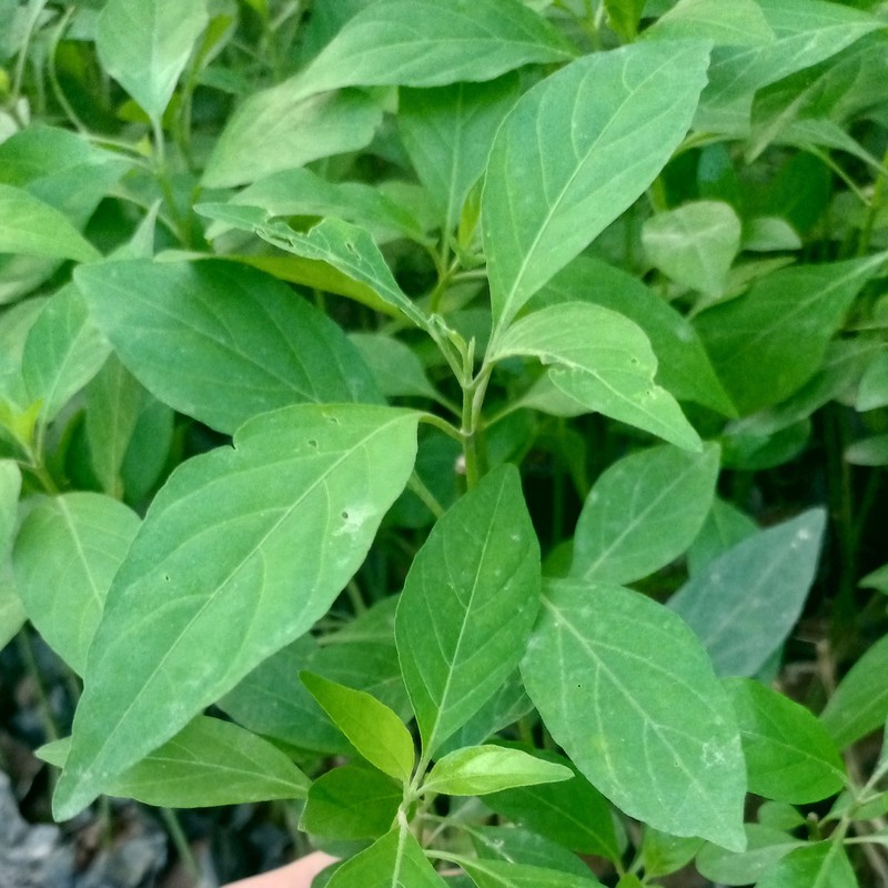 COMBO 2 BẦU giống 🌱 BẠCH HẠC 🌱 ( dân gian gọi là kiến cò )