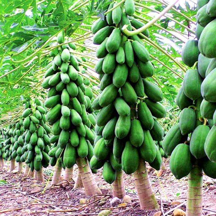 1000 hạt giống đu đủ lùn siêu trái