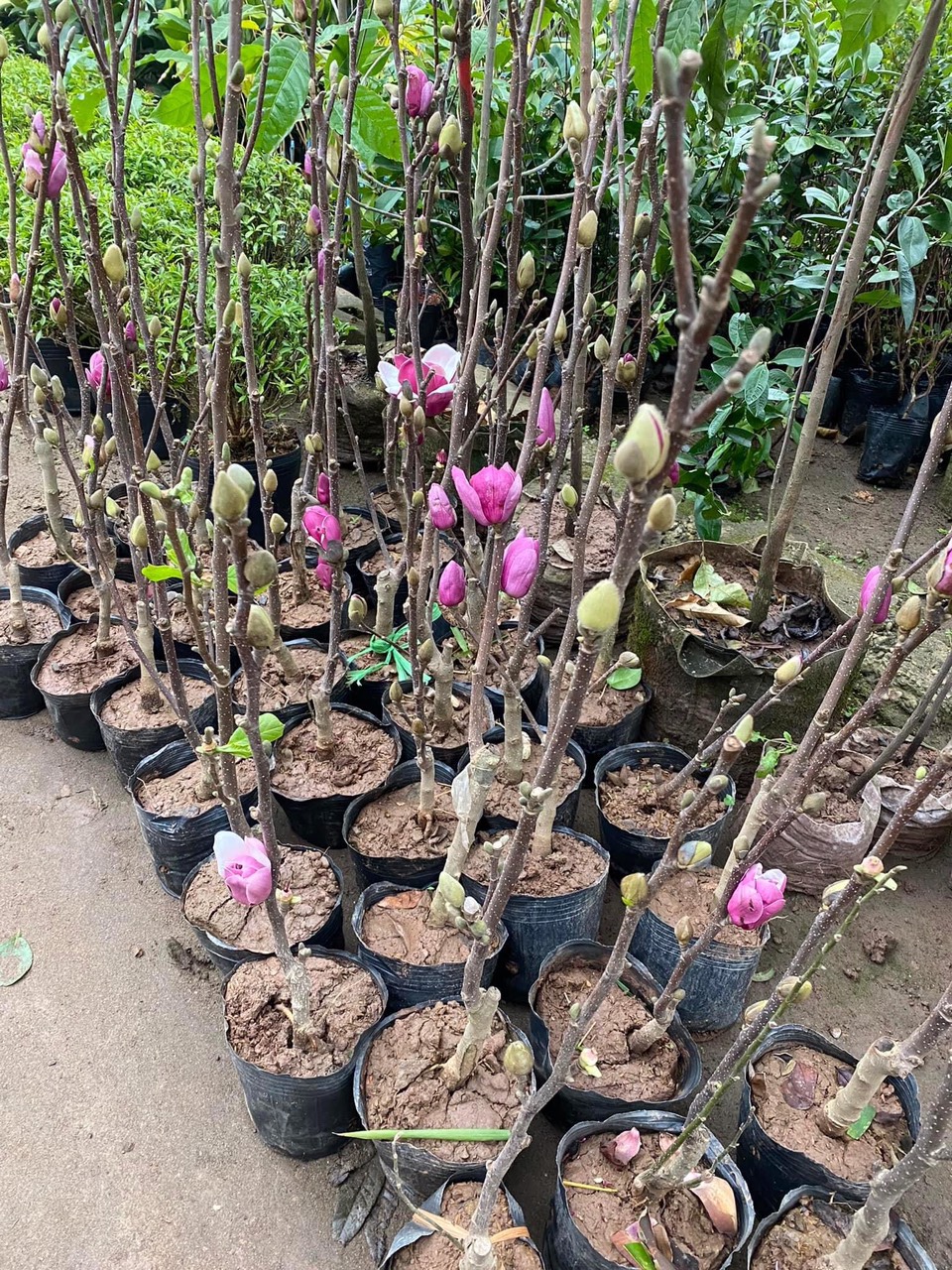 Cây hoa mộc lan như ảnh