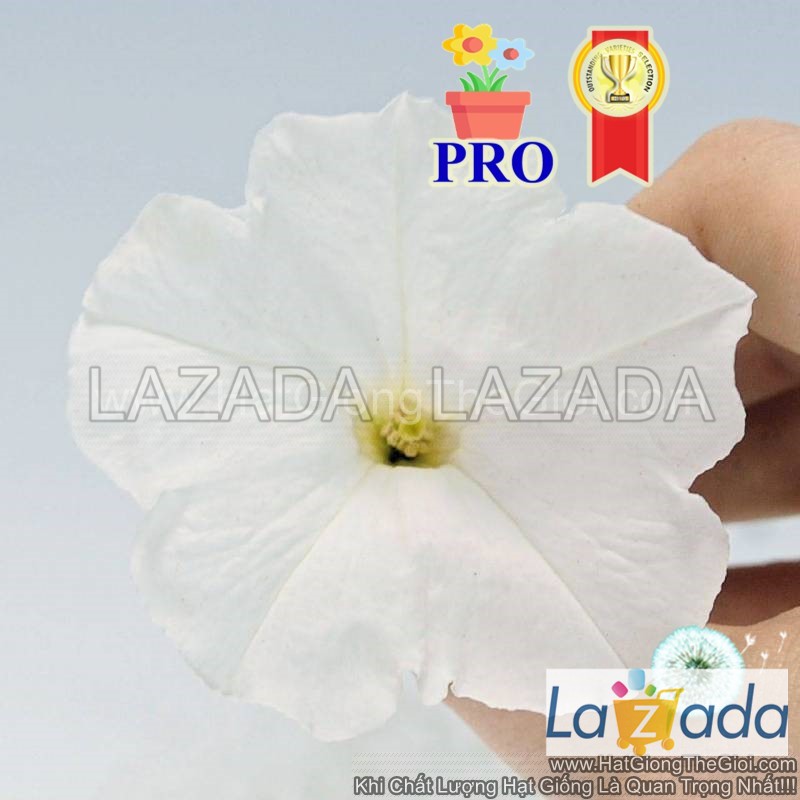25h hạt giống hoa dạ yến thảo rũ success! tr trắng