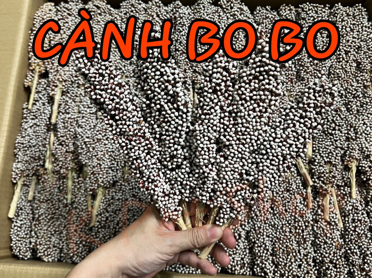 Cành bo bo trắng nguyên hạt cho hamster - cành bo trang trí chuồng hamster - cành bo mài răng