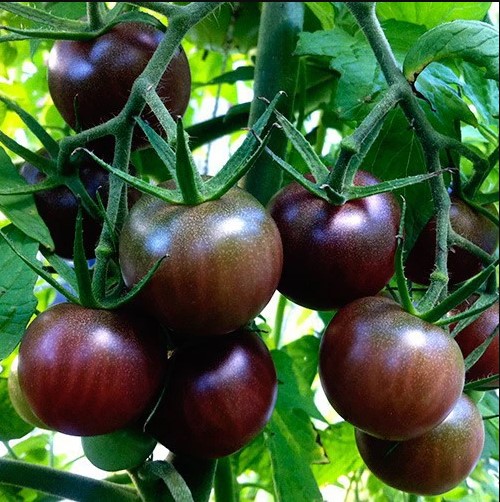 Hạt giống cà chua cherry đen lai f1 rado 643 rd gói 0.1gr