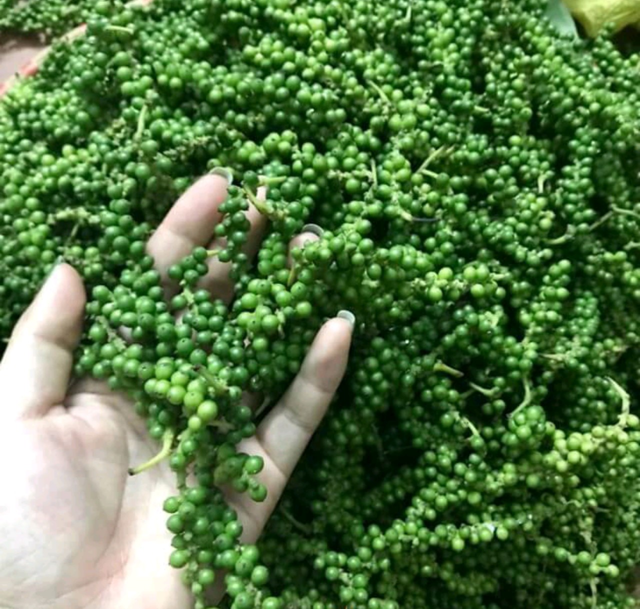 Tiêu xanh, hồ tiêu, tiêu tươi