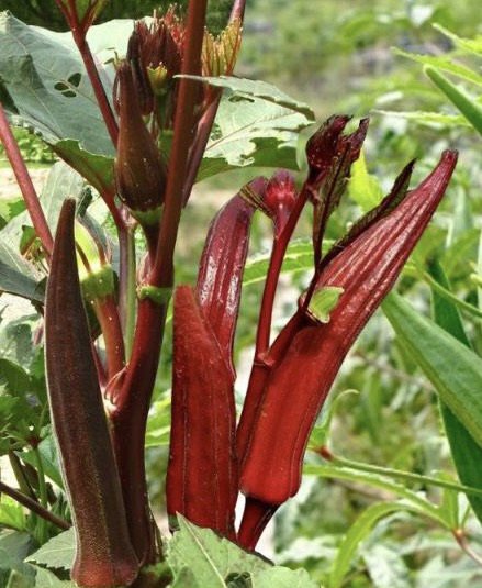 Hạt giống đậu bắp Phú Nông