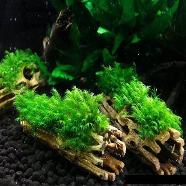 [HCM]Lũa xương rồng Cholla size 15 cm trang trí bể tép cá chuồng hamster thú cưng