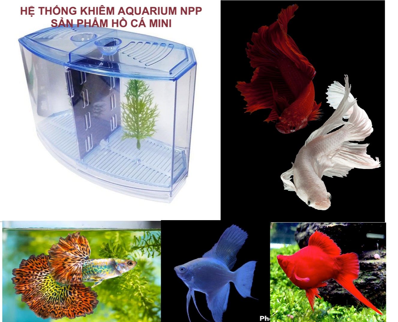 Bể cá betta mini 2 ngăn bằng nhựa - Hồ cá mini cho văn phòng
