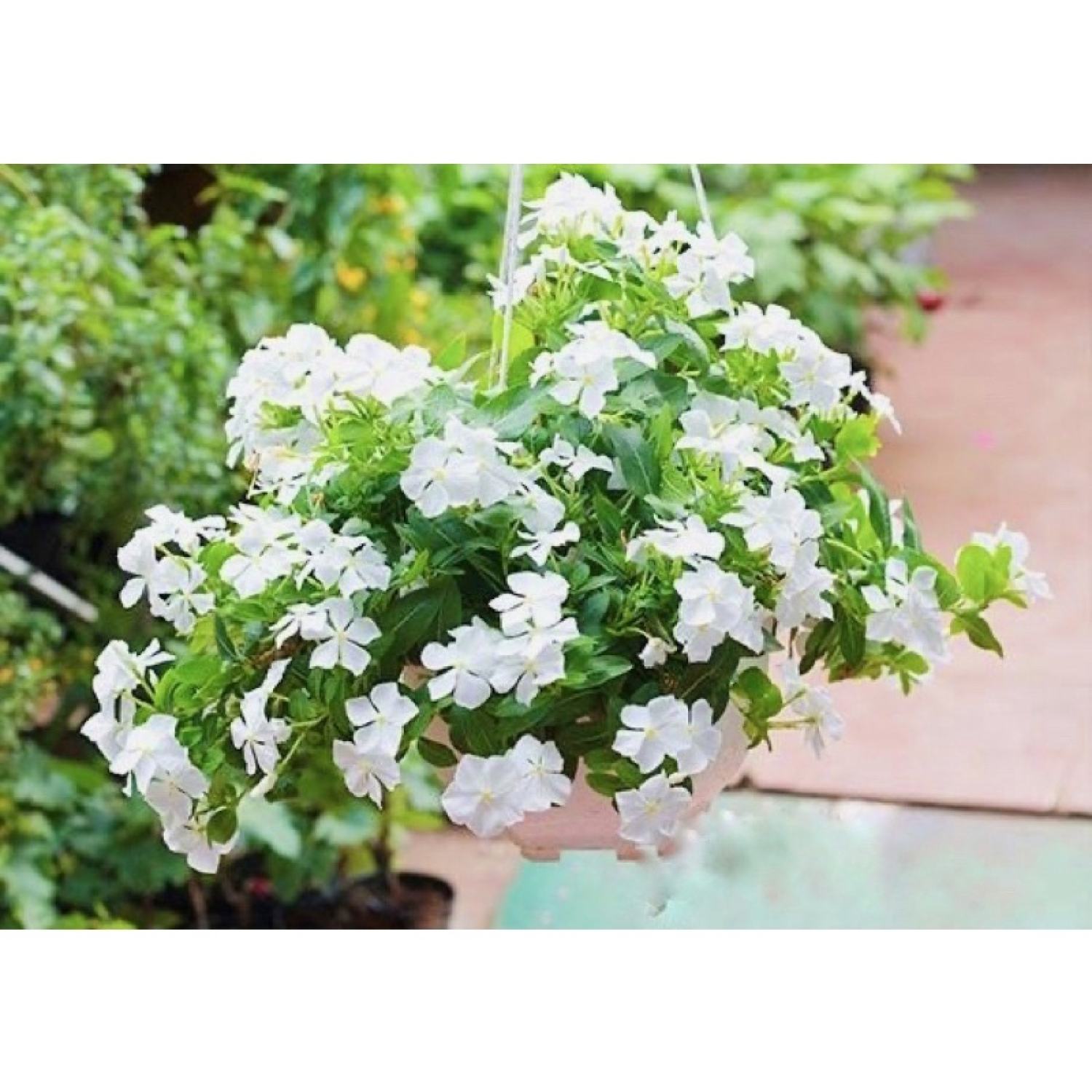 Cây Catharanthus roseus màu trắng