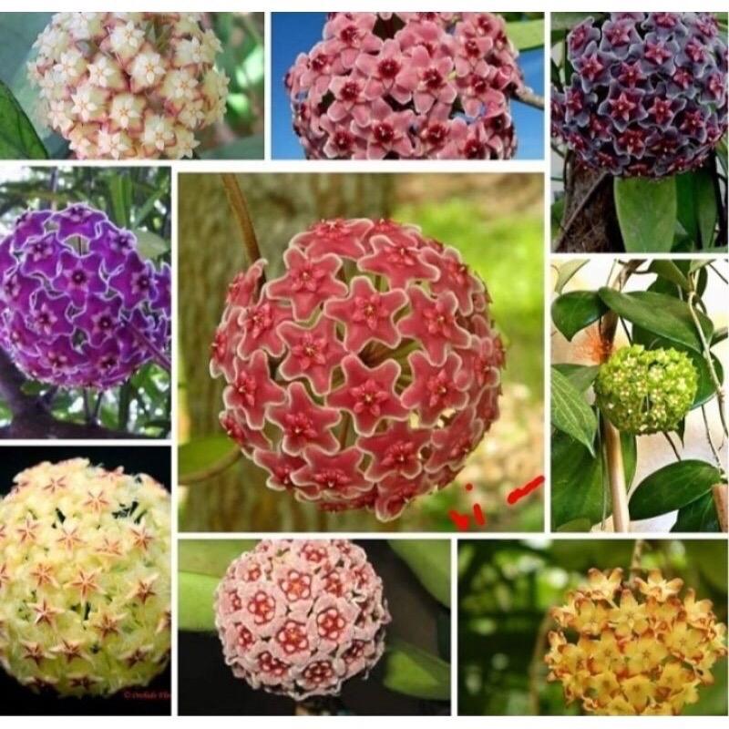 Chậu treo hoa lan cẩm cù mix màu - hương thơm ngào ngạt - Trang trí nhà cửa - Dễ chăm sóc