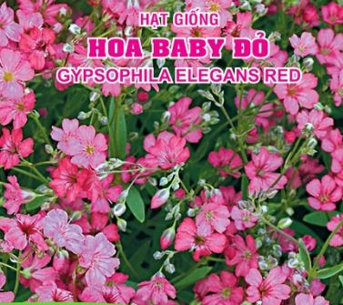 Gói 0.5GR hạt giống hoa Baby Đỏ