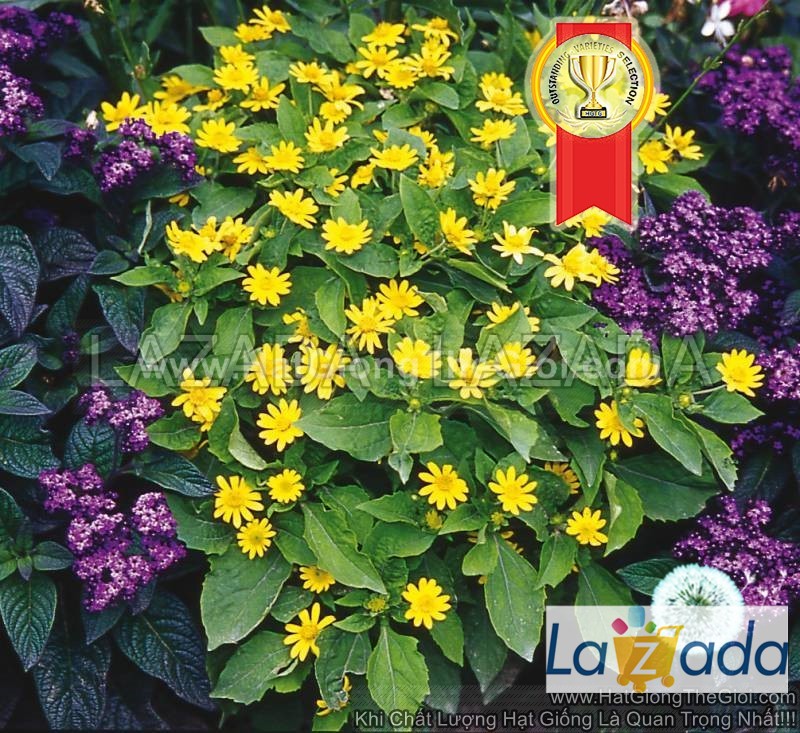 50h Hạt Giống Hoa Cúc Mặt Trời ShowStar F1Pro (| -KD: B16*V74*M239)