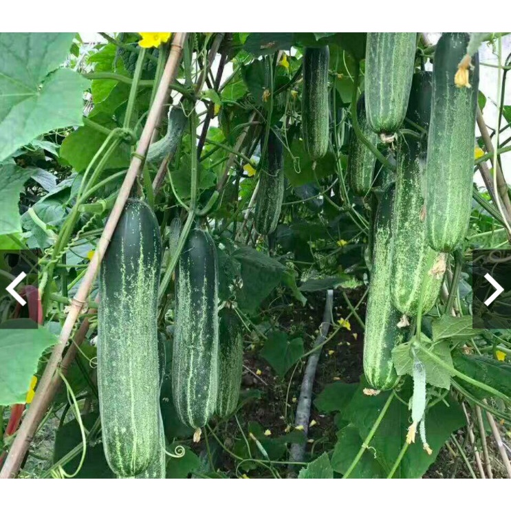1g Hạt giống Dưa leo F1 Green - chịu nhiệt