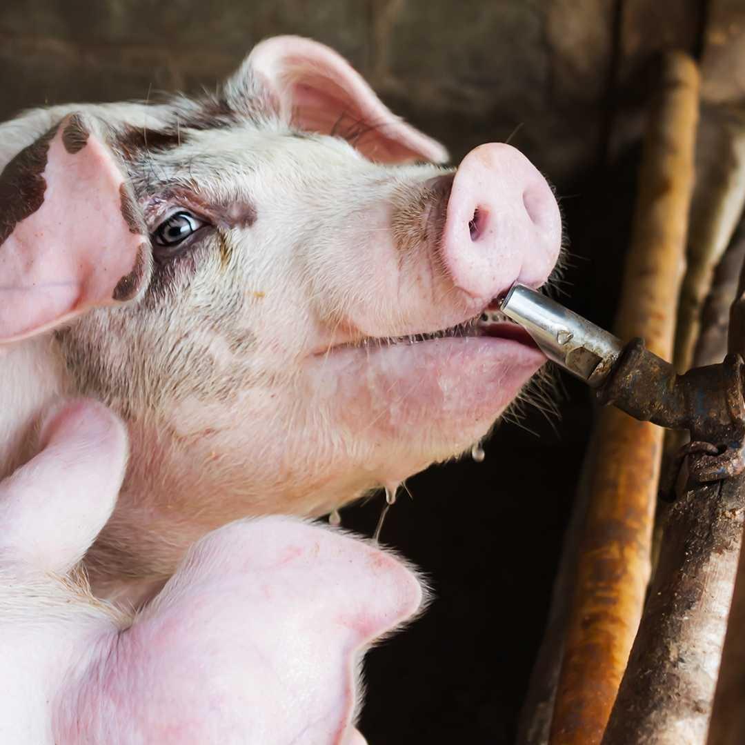 Vòi uống nước tự động cho lợn inox 201 , vòi uống nước tự động cho heo , vòi heo, vòi lợn , inox , vòi nước uống tự động inox , vòi inox