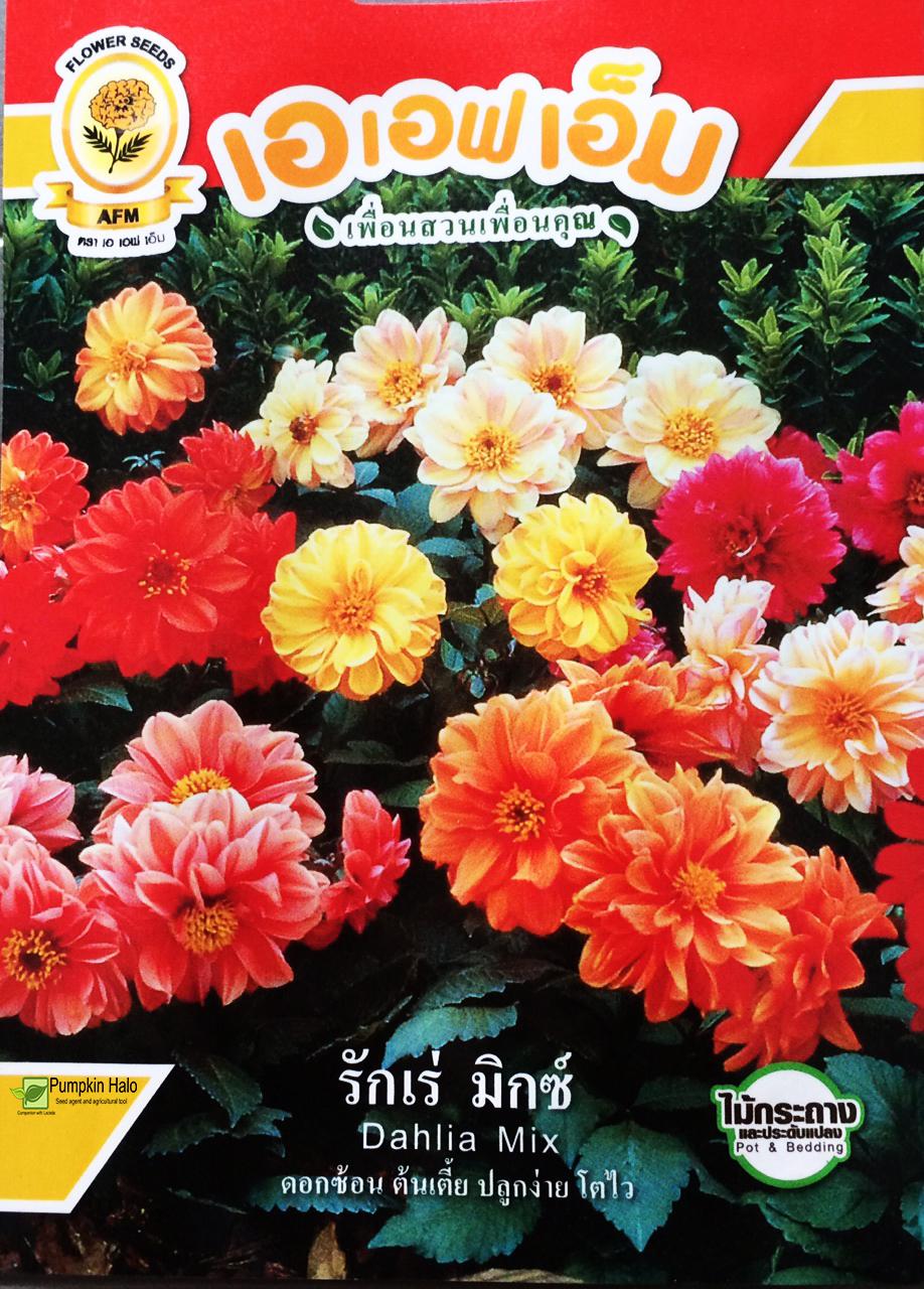 [HCM]HẠT GIỐNG THÁI -HOA VẠN THỌ PHÁP VÀNG  - gói 05GRAM  . TẶNG KÈM GÓI PHÂN CAO CẤP 10GRAM .