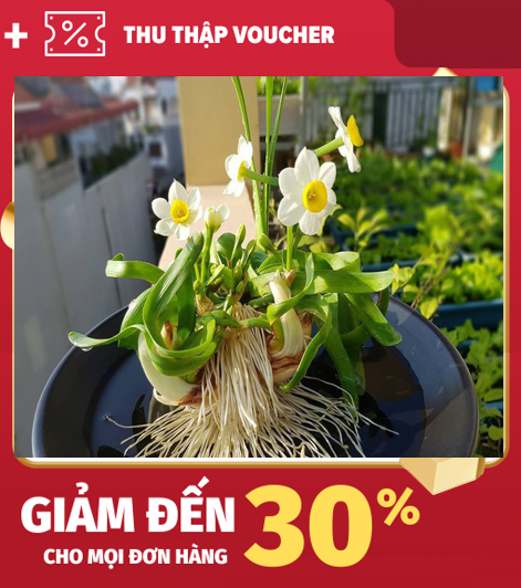 Củ hoa thuy tiên size trung chu vi 15/18+cm có củ con xung quanh !!