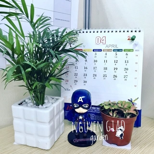 Cây cau tiểu trâm chậu sứ đk 7cm
