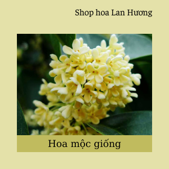 Cây giống hoa mộc hương ta hoa vàng cao 25-30cm