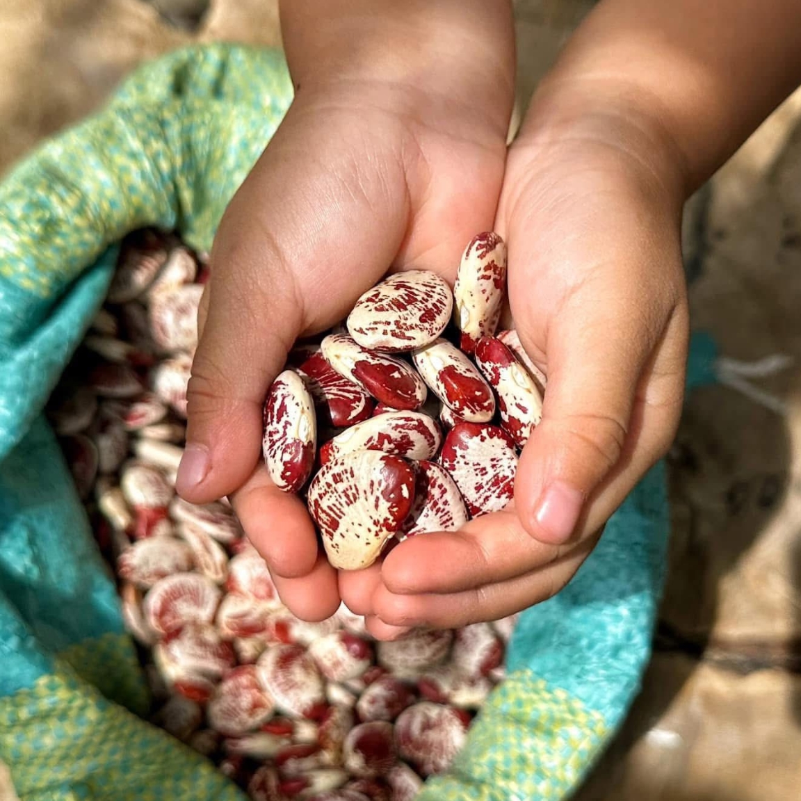 (1kg) Dried Beans from the Northwest. Organic Bean Curd, Cooked in Sweet Soup, Sticky Rice, Made into Nut Milk, Roasted with Salt, Cooked in Porridge