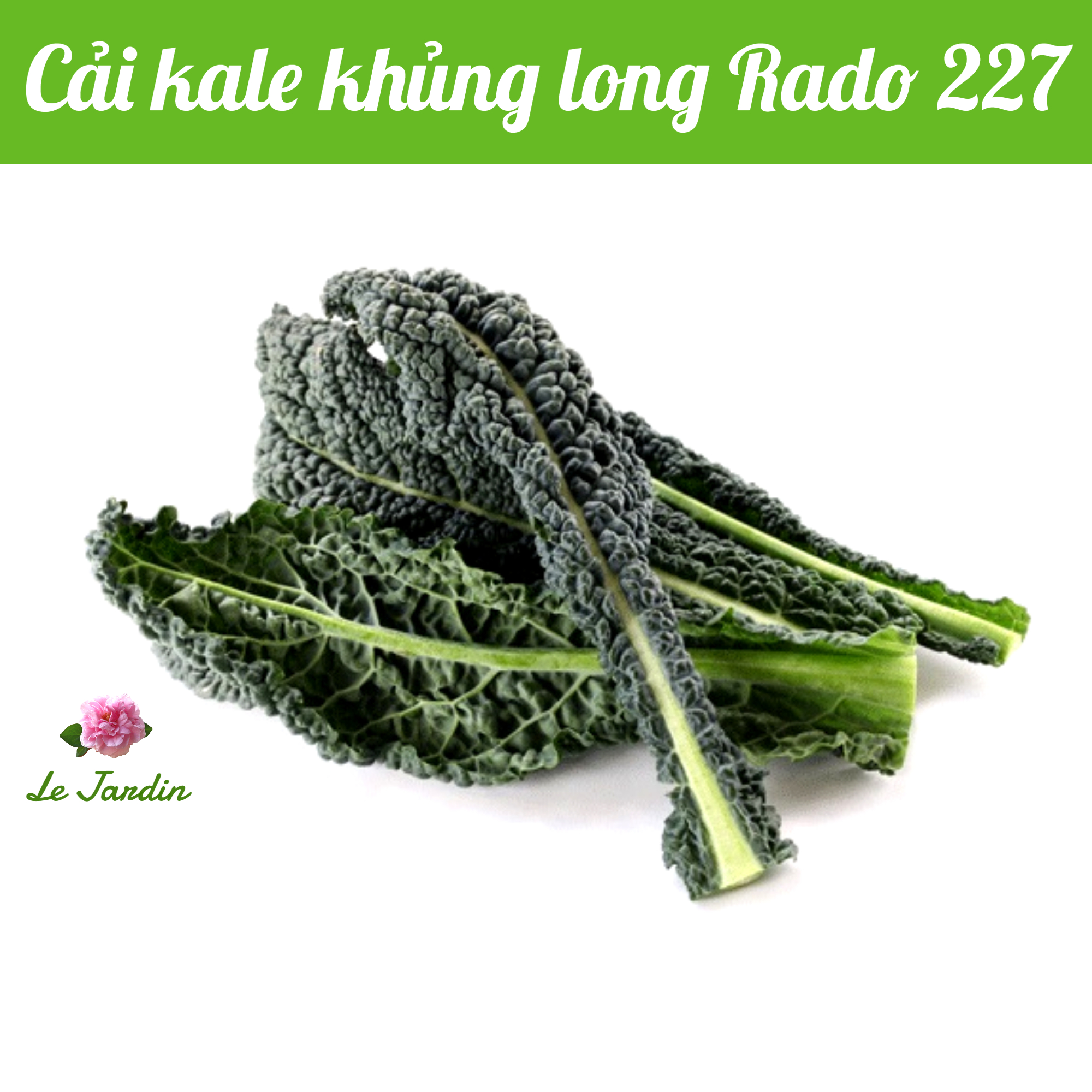 Hạt giống kale khủng long rado 227 gói 5gr - rất dễ trồng