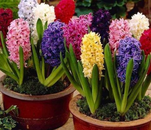 Combo 4 củ giống hoa tiên ông - đỏ , trắng, hồng và xanh