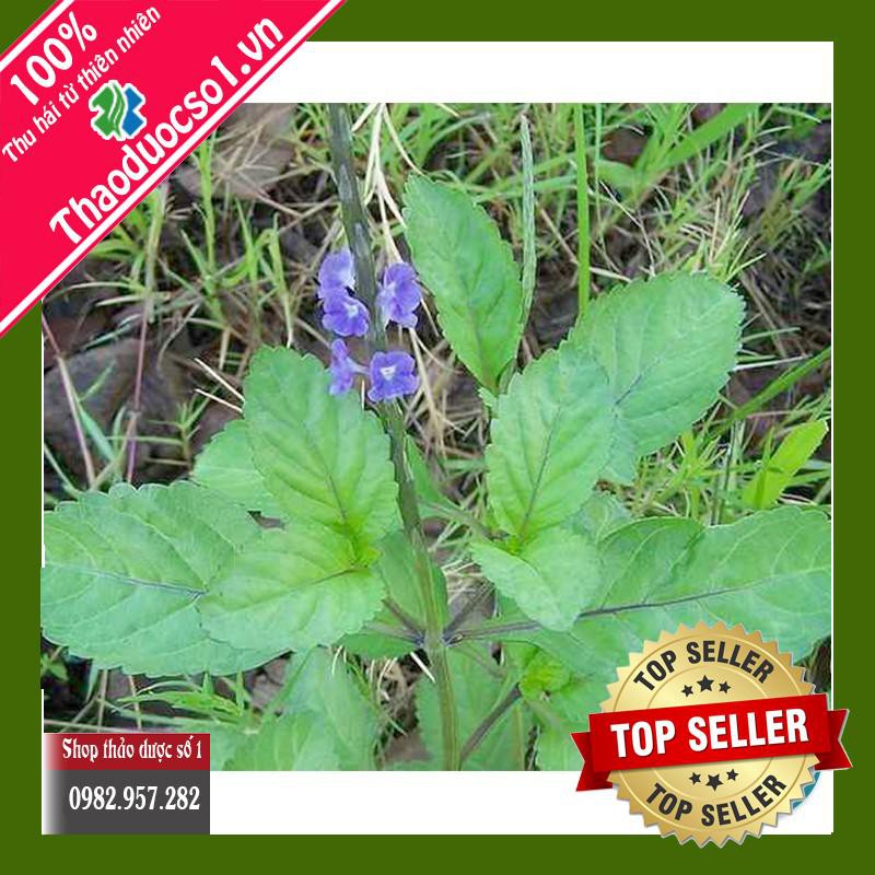 Cây Đuôi Chuột khô 1KG - TM191 ND Nguyễn Thi