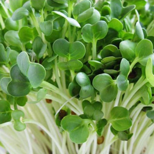 Hạt giống rau mầm củ cải trắng VTS119 | Vạn Tín Store
