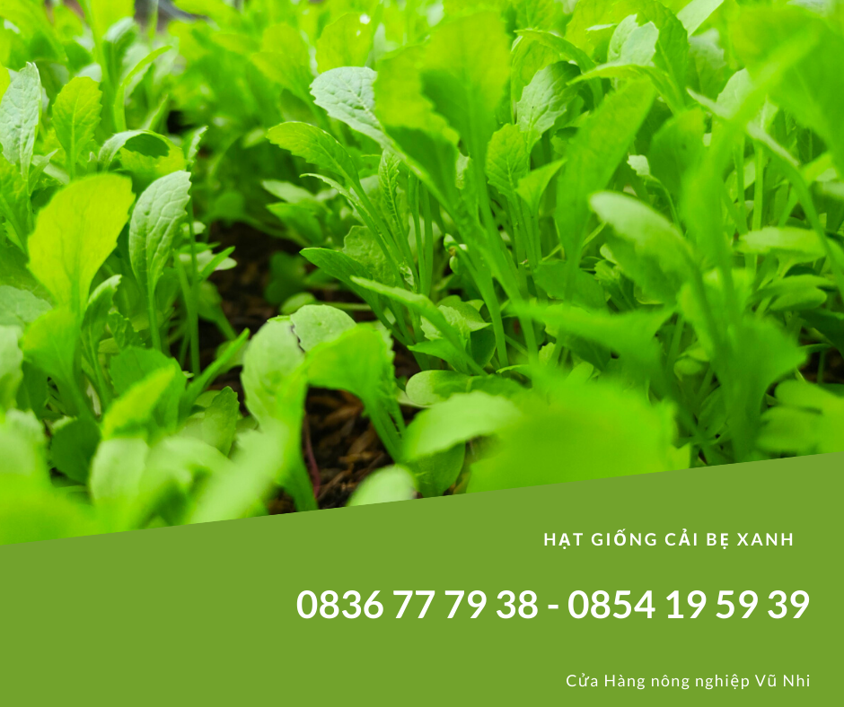 Hạt giống cải bẹ xanh 20gr