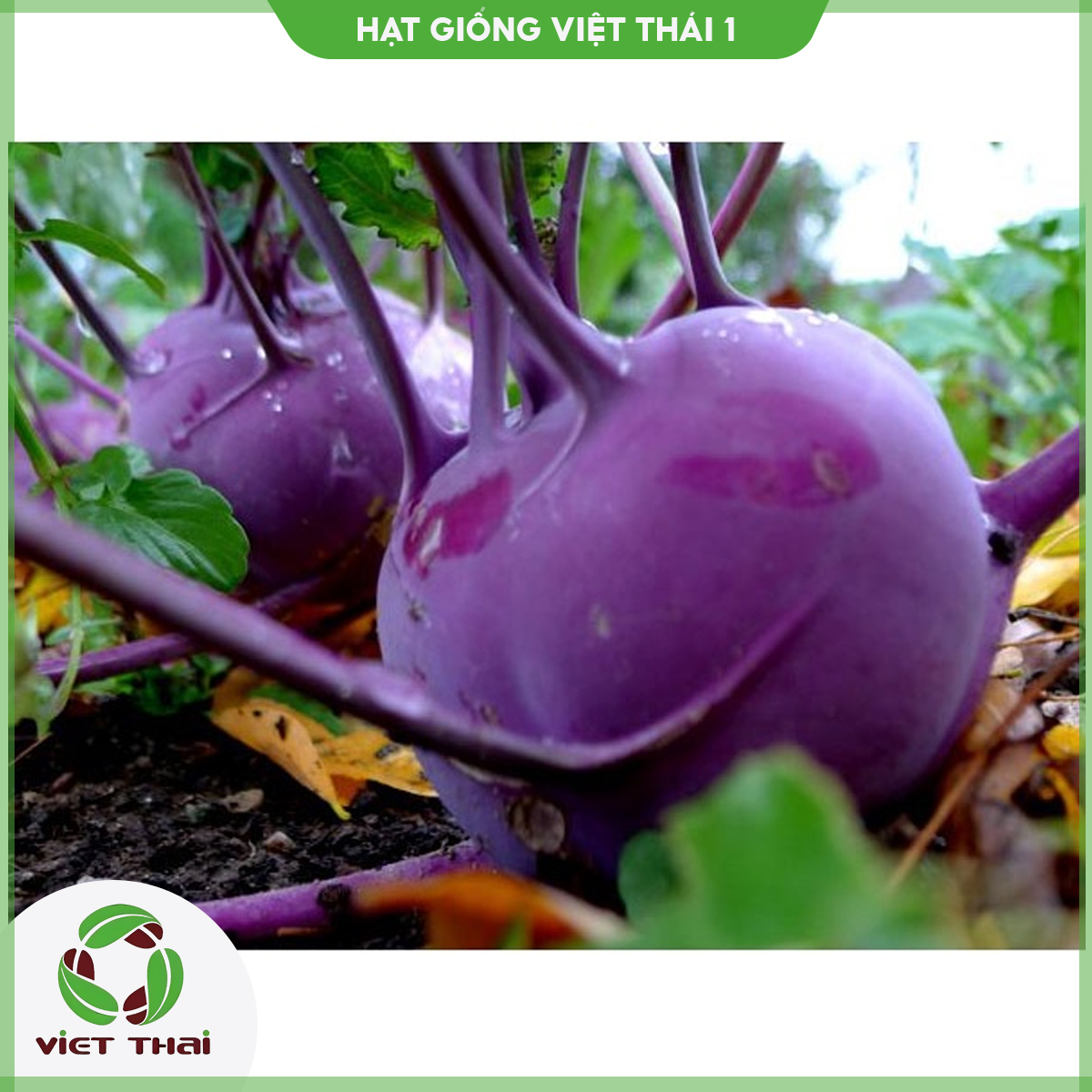 Hạt giống su hào tím tn - 74 - hgvt1