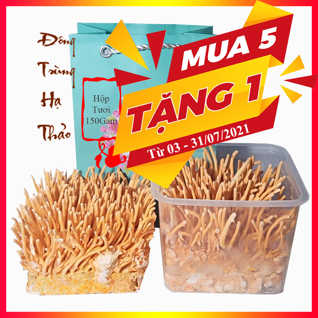 [HCM]Đông trùng hạ thảo tươi hộp 200Gam nguyên đế