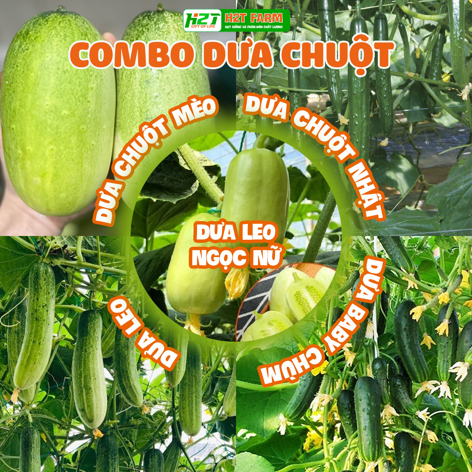 Combo 5 bịch hạt giống dưa chuột mèo, dưa chuột nhật, dưa chuột baby chùm, dưa leo cao sản, dưa chuột ngọc nữ dễ trồng, chịu nhiệt - h2t farm