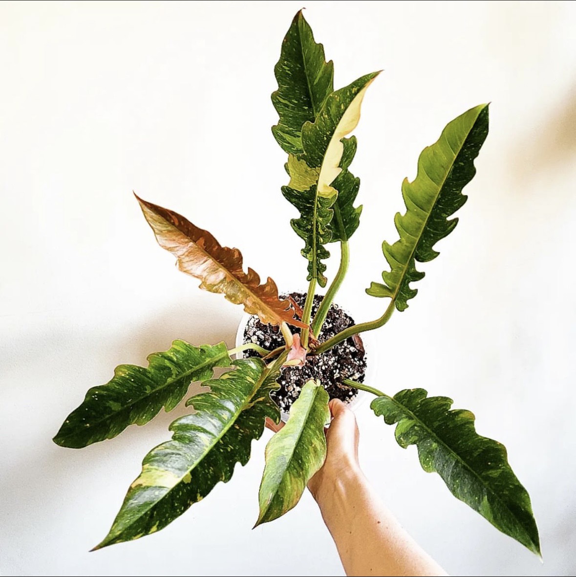 Chậu Cung Đàn Var Philodendron Ring Of Fire: Var đẹp