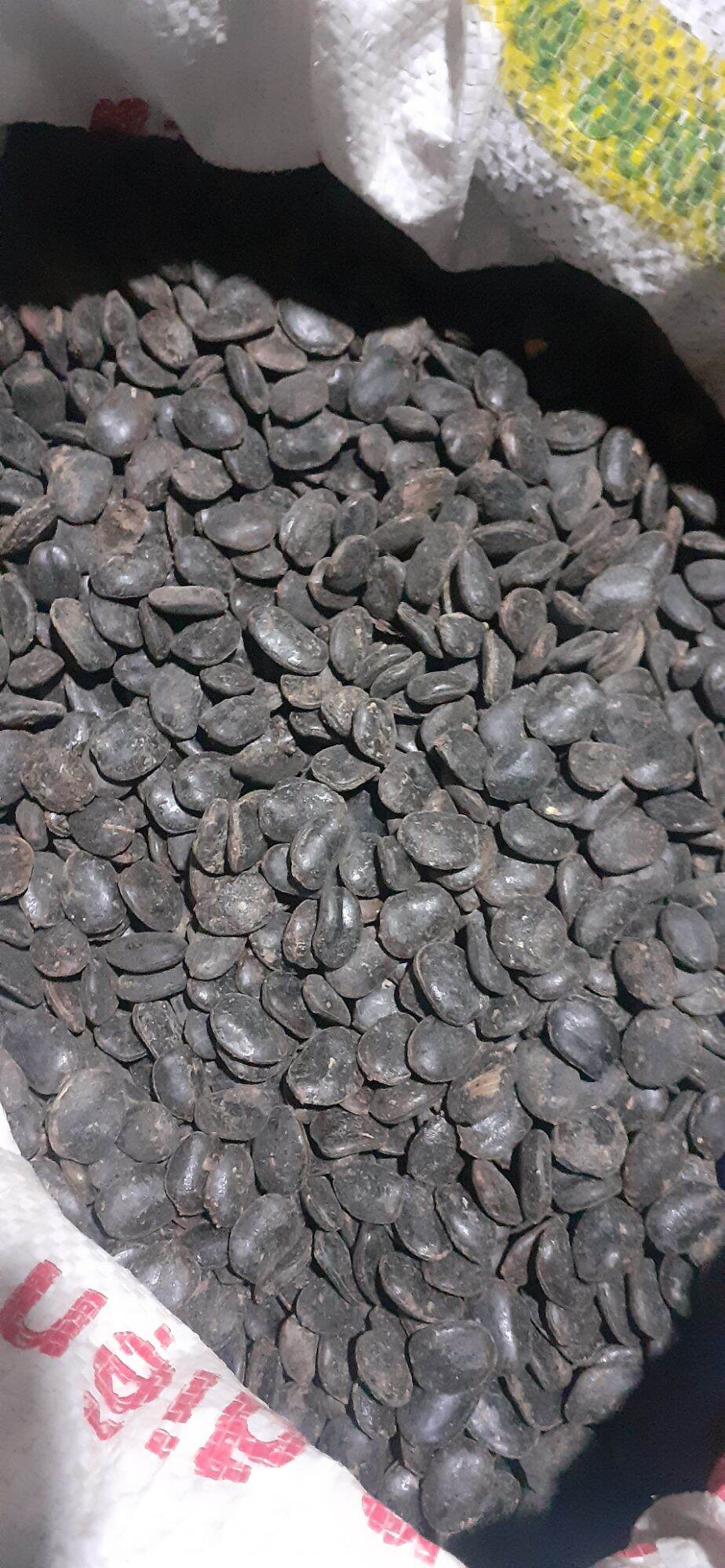 300gram hạt lim xanh giống