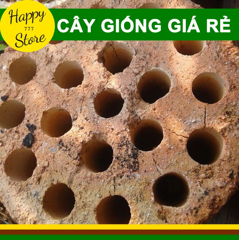 XỈ THAN ĐÁ TRỒNG SEN ĐÁ NGUYÊN VẸN 1 CỤC NHƯ HÌNH - THAN TỔ ONG LỌC NƯỚC - XỈ THAN ĐÁ TỔ ONG SIÊU LỌC NƯỚCHAPPY_STORE