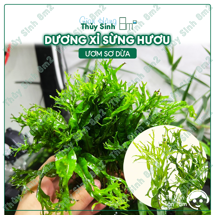 Cây dương xỉ sừng hươu | cây thủy sinh không co2, gắn giá thể | 8m2